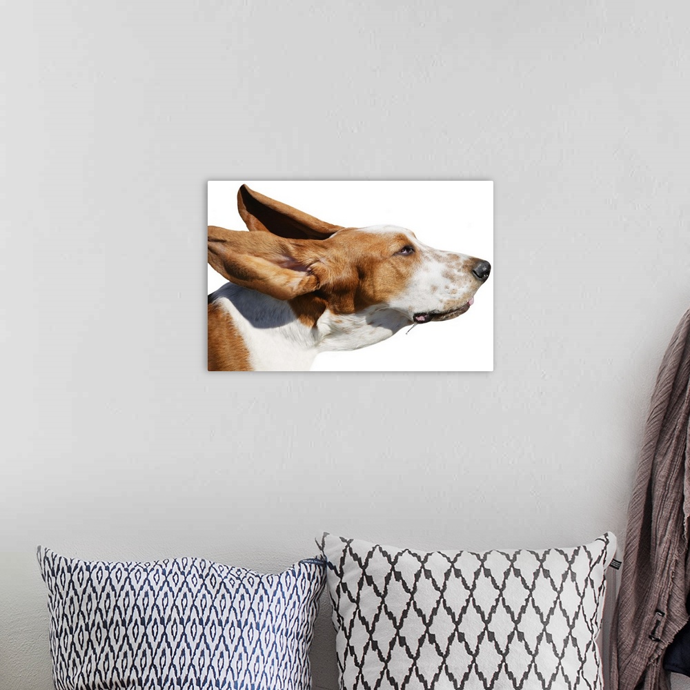 A bohemian room featuring A Dog In The Wind