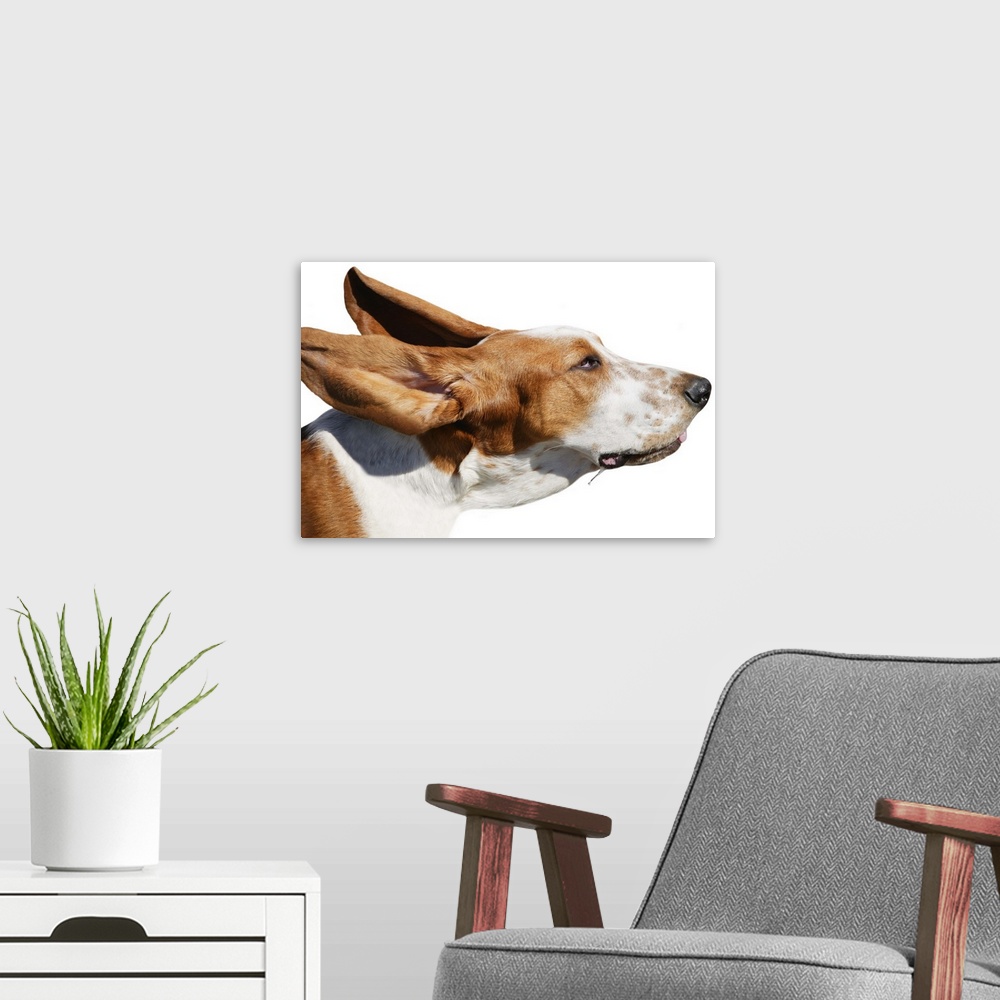A modern room featuring A Dog In The Wind
