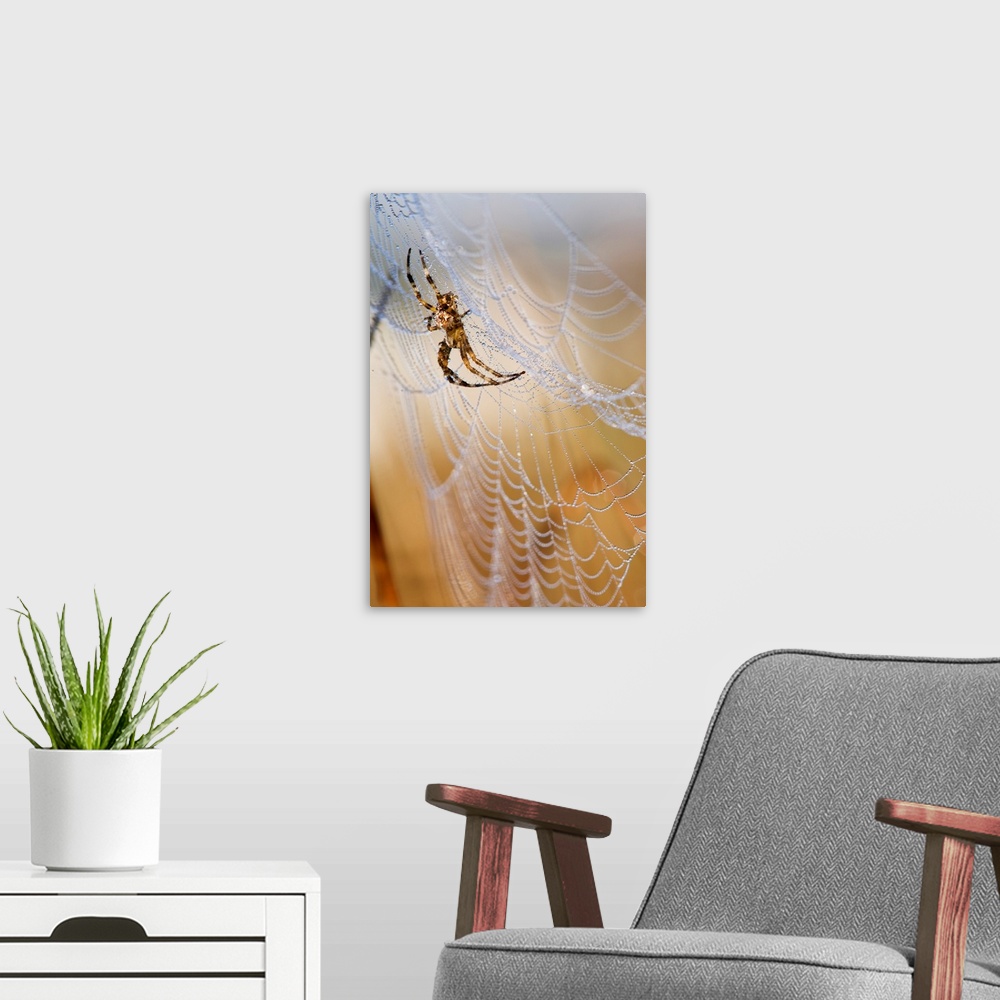 A modern room featuring A European Garden Spider waits in her web. Astoria, Oregon, United States of America.