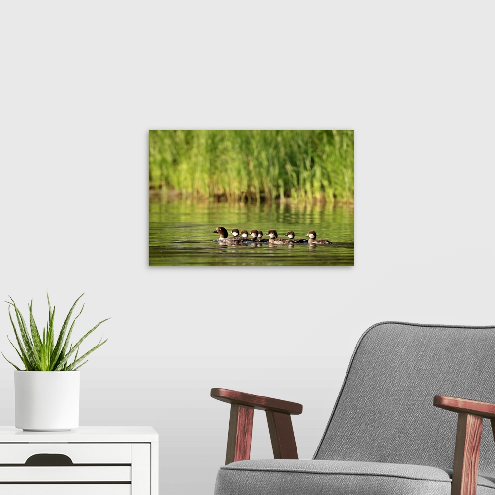 A modern room featuring A Family Of Ducks Swimming