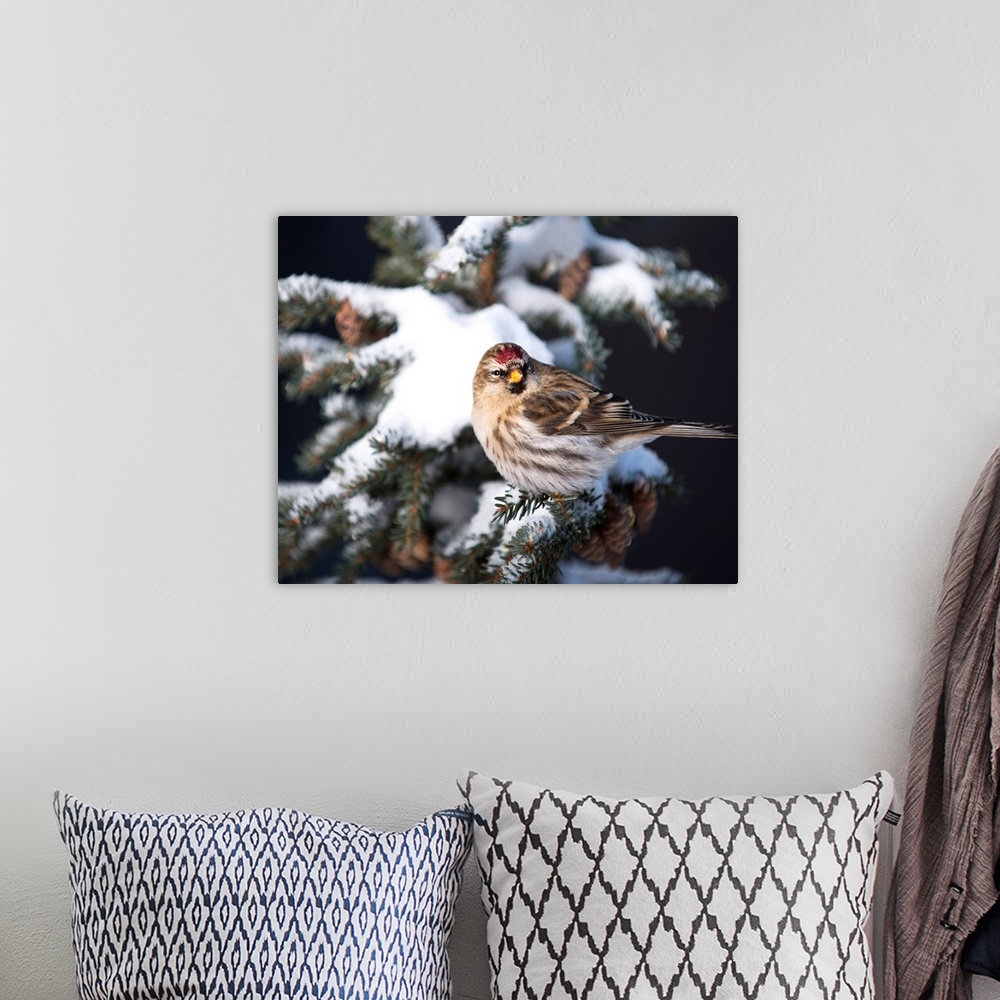A bohemian room featuring A female Common Redpoll (Carduelis flammea) perches on a snowy spruce tree on a cold day in Inter...