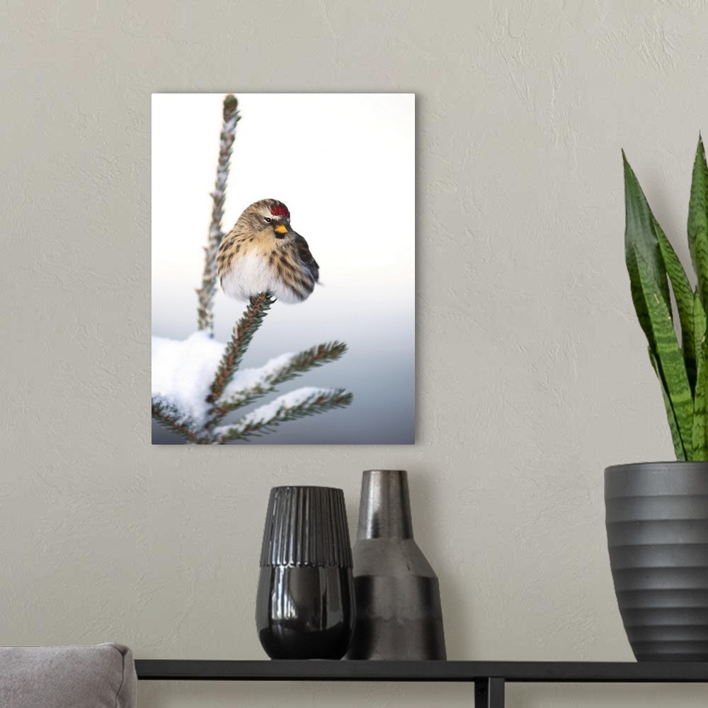A modern room featuring A female Common Redpoll (Carduelis flammea) perches on a snowy spruce tree on a cold day in Inter...