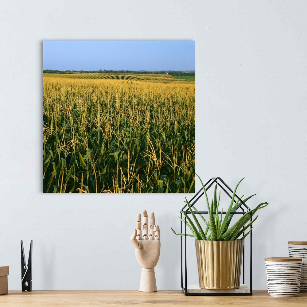 A bohemian room featuring A field of mid growth tasseled grain corn in summer with farmsteads in the distance