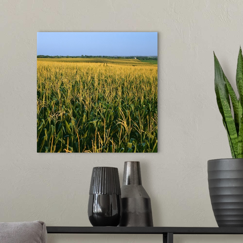 A modern room featuring A field of mid growth tasseled grain corn in summer with farmsteads in the distance