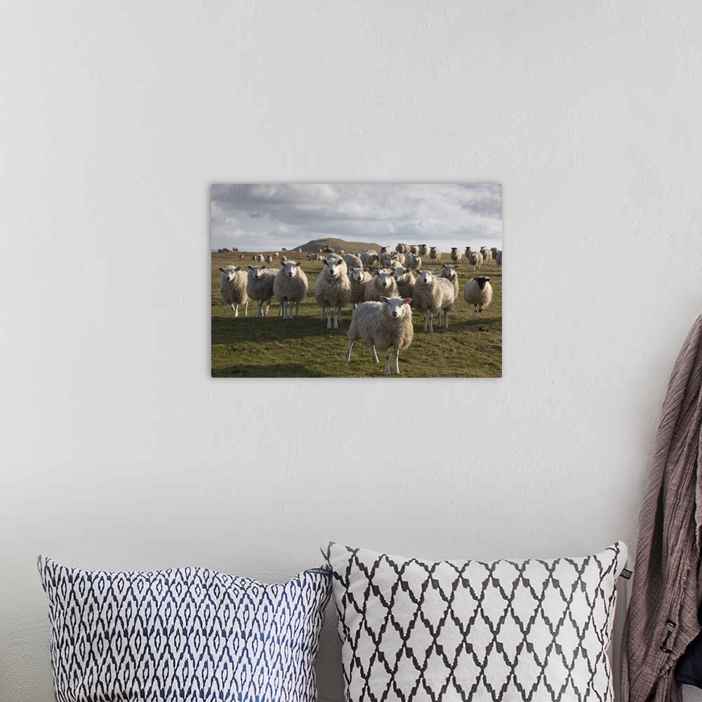 A bohemian room featuring A Flock Of Sheep In A Field, Northumberland, England
