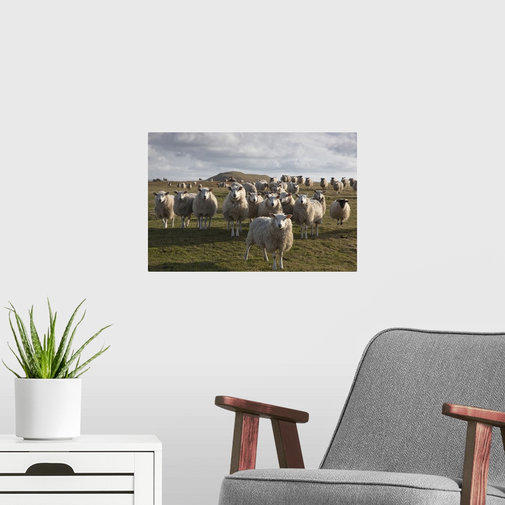 A modern room featuring A Flock Of Sheep In A Field, Northumberland, England