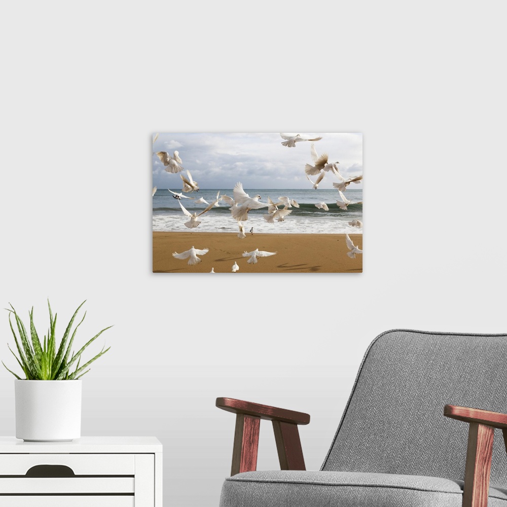 A modern room featuring A flock of white birds takes flight on a beach at the water's edge, Benidorm, Spain.