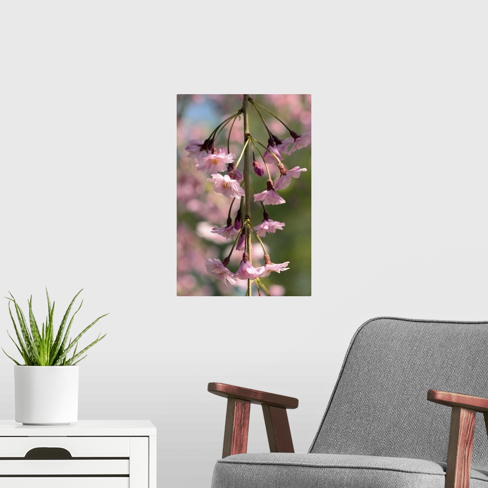 A modern room featuring A flowering branch of a weeping higan cherry tree, Prunus subhirtella pendula. Cambridge, Massach...