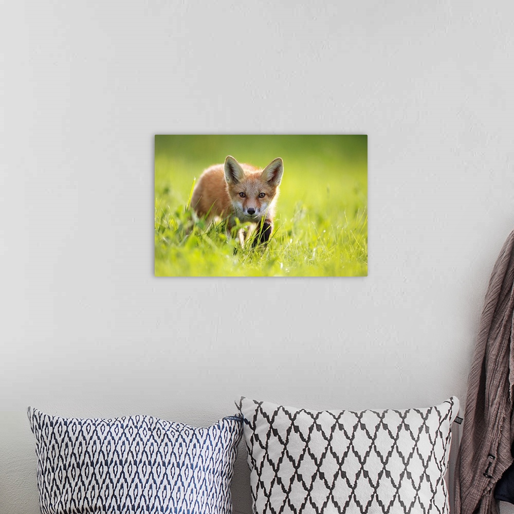 A bohemian room featuring A fox in the grass. Montreal, Quebec, Canada.