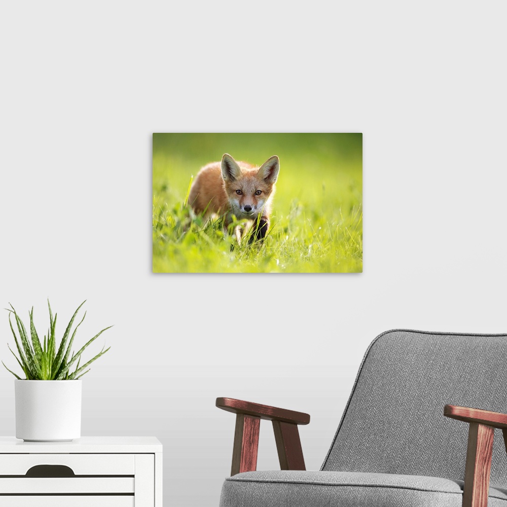A modern room featuring A fox in the grass. Montreal, Quebec, Canada.