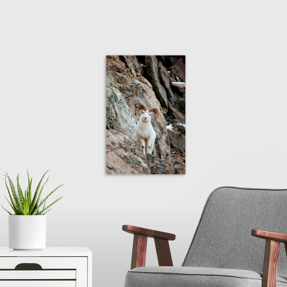A modern room featuring A Full-Curled Dall Sheep Ram Perches On A Ledge, Chugach State Park, Southcentral Alaska