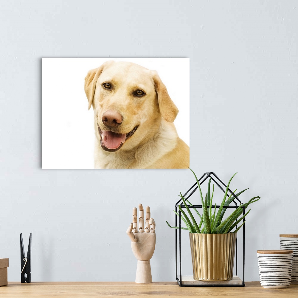 A bohemian room featuring A Golden Labrador