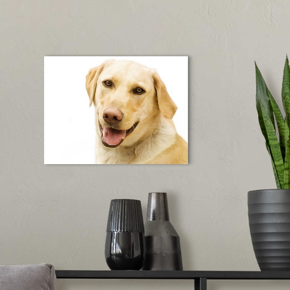 A modern room featuring A Golden Labrador