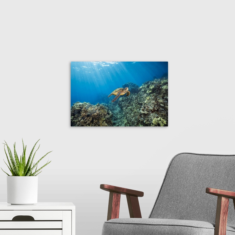 A modern room featuring A green sea turtle (chelonia mydas), an endangered species, glides over a reef off the island of ...