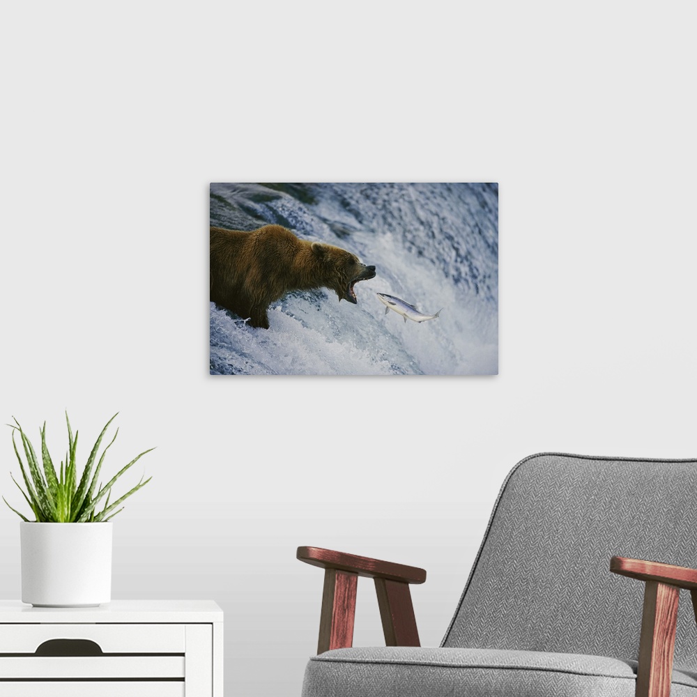 A modern room featuring A grizzly bear opens wide for a mouth full of salmon. Brooks falls, Katmai national park and pres...