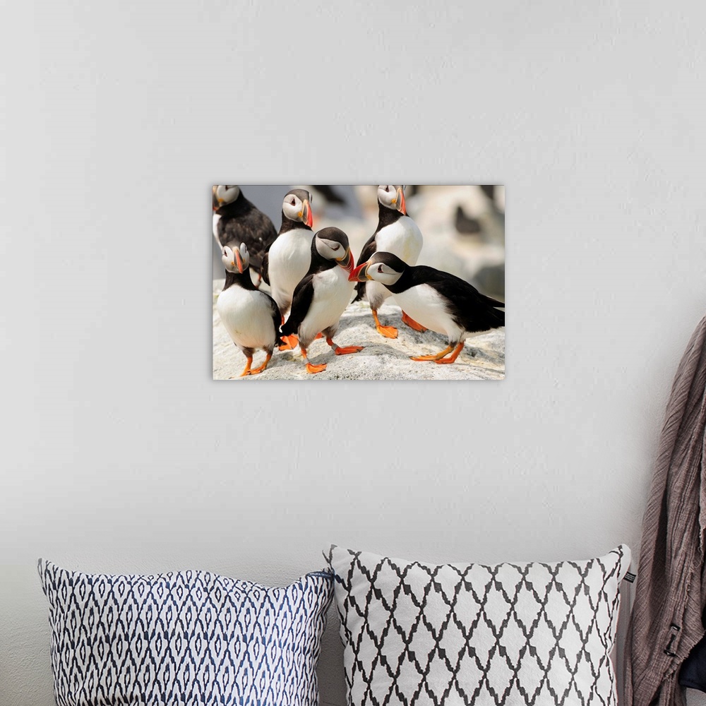 A bohemian room featuring A group of Atlantic puffins on a rock outcropping.