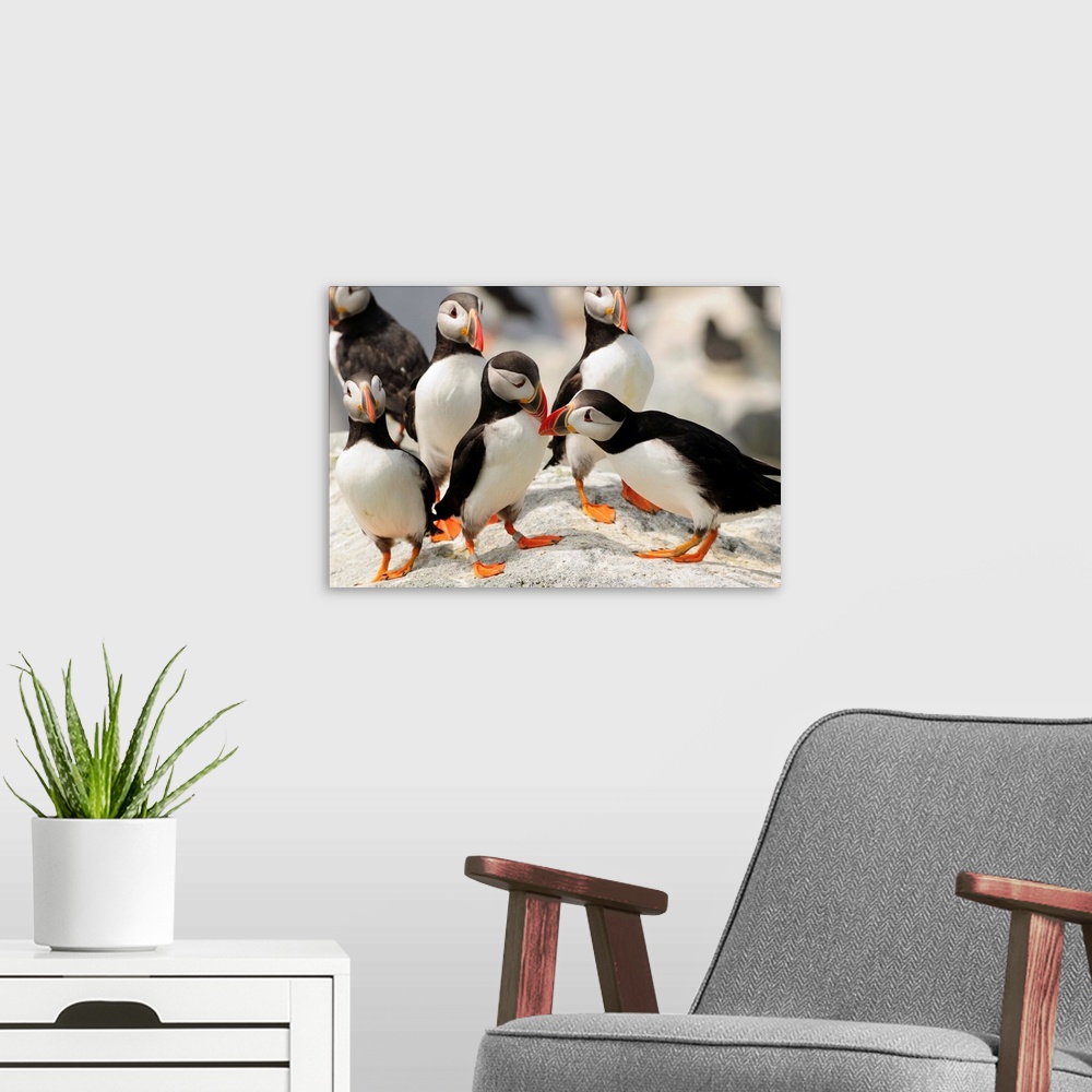 A modern room featuring A group of Atlantic puffins on a rock outcropping.
