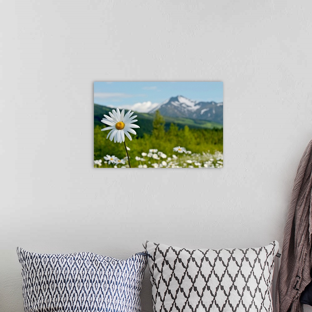 A bohemian room featuring A group of daisies in the meadows of Turnagain Pass in Chugach National Forest