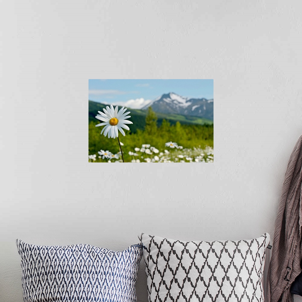 A bohemian room featuring A group of daisies in the meadows of Turnagain Pass in Chugach National Forest