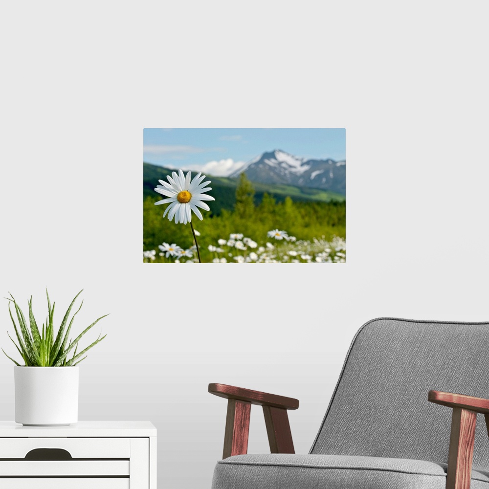 A modern room featuring A group of daisies in the meadows of Turnagain Pass in Chugach National Forest