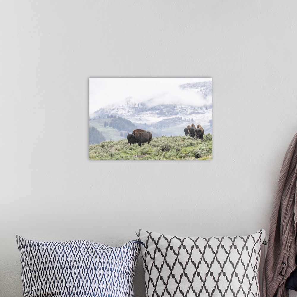 A bohemian room featuring A herd of American Bison (Bison bison) grazes in a sagebrush meadow with hills and a snowy mounta...