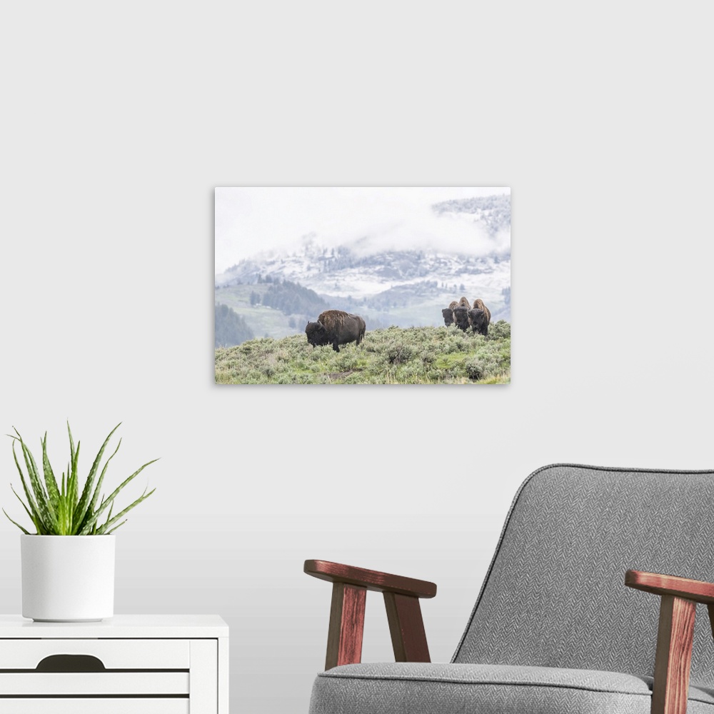 A modern room featuring A herd of American Bison (Bison bison) grazes in a sagebrush meadow with hills and a snowy mounta...