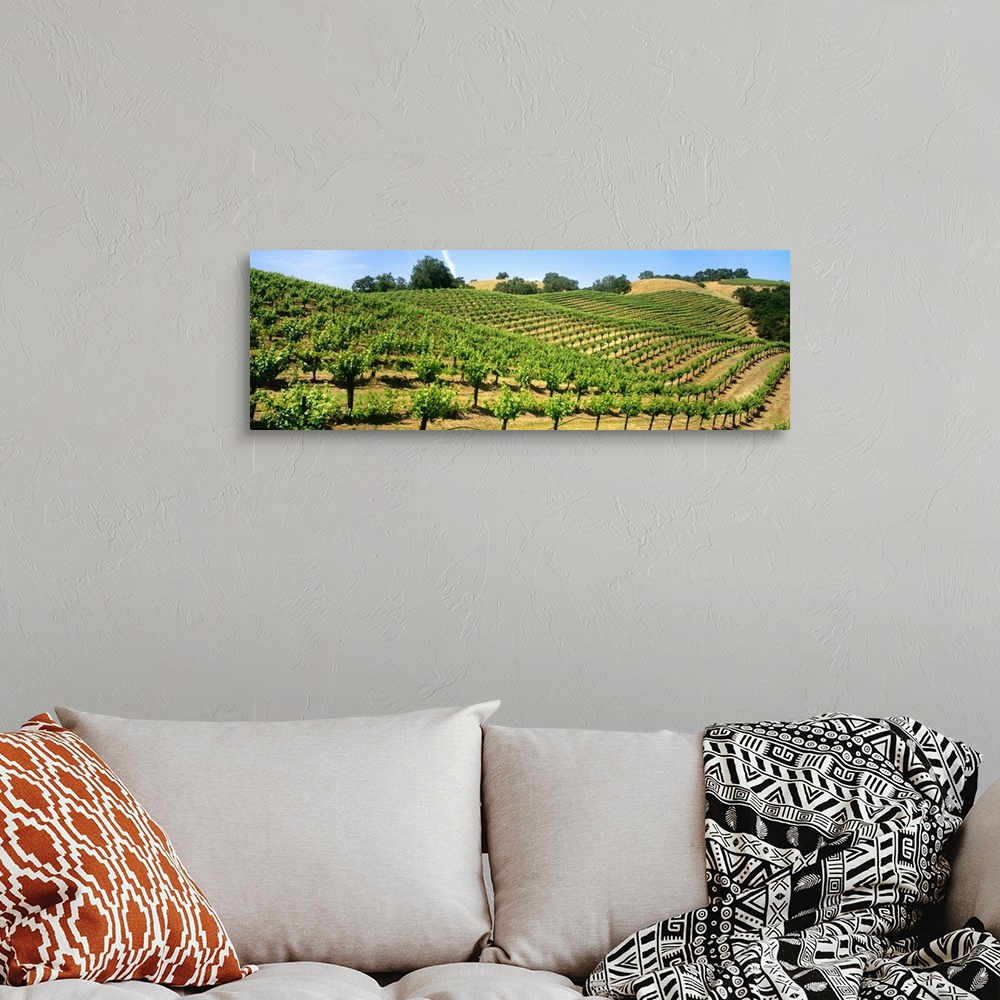 A bohemian room featuring A hillside wine grape vineyard showing foliage growth, Murphy-Goode Vineyards