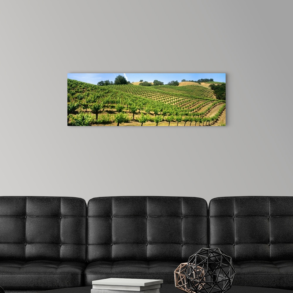 A modern room featuring A hillside wine grape vineyard showing foliage growth, Murphy-Goode Vineyards