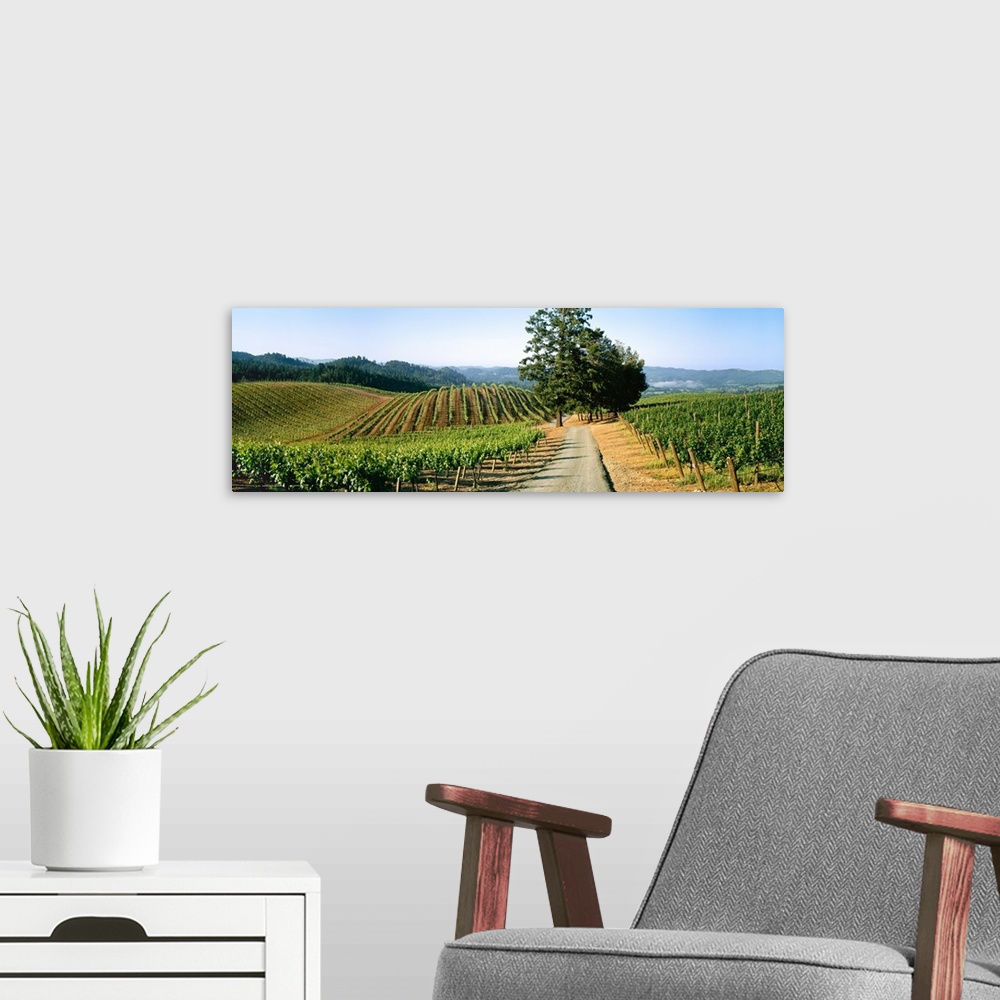 A modern room featuring A hillside wine grape vineyard showing Spring foliage growth, Peter Michael Vineyards