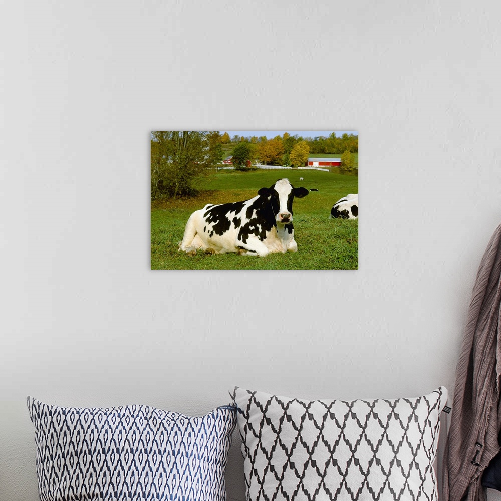 A bohemian room featuring A Holstein dairy cow rests on a green pasture with dairy buildings in the background