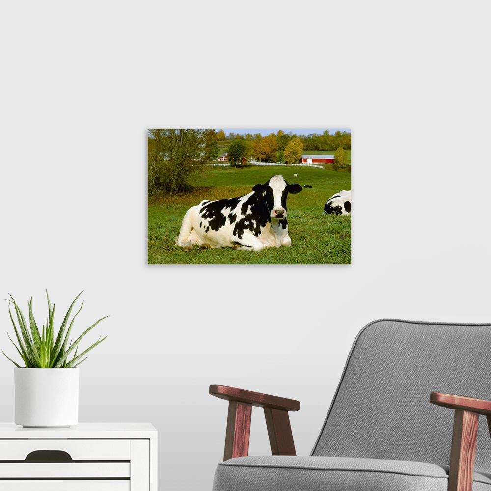 A modern room featuring A Holstein dairy cow rests on a green pasture with dairy buildings in the background