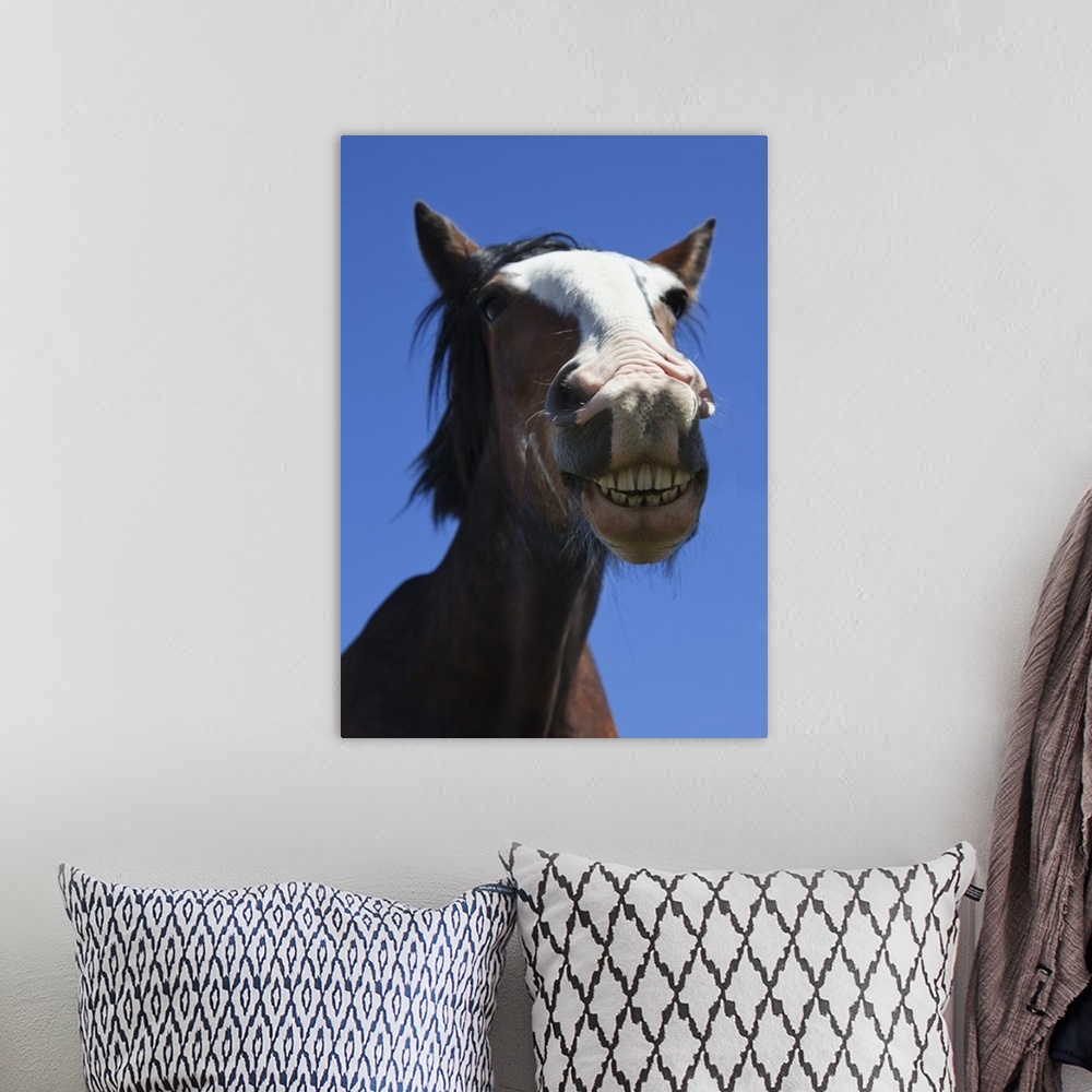 A bohemian room featuring A Horse Smiling And Showing It's Teeth; Northumberland, England