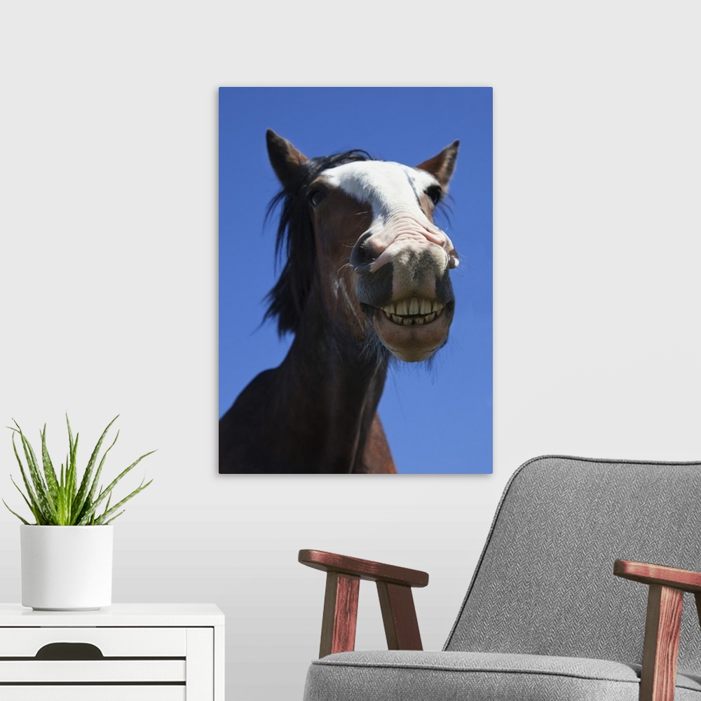 A modern room featuring A Horse Smiling And Showing It's Teeth; Northumberland, England