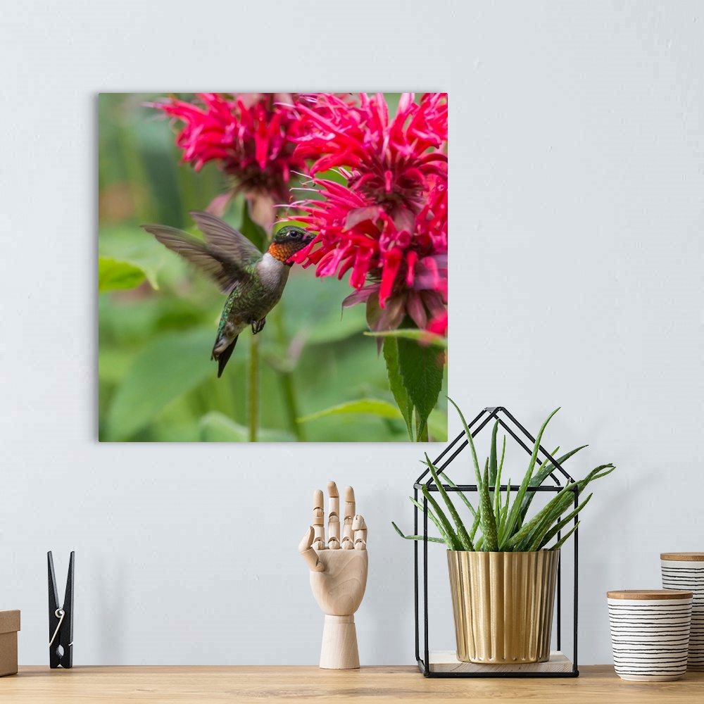 A bohemian room featuring A Hummingbird Hovers By A Bright Pink Blossoming Flower, Ontario, Canada