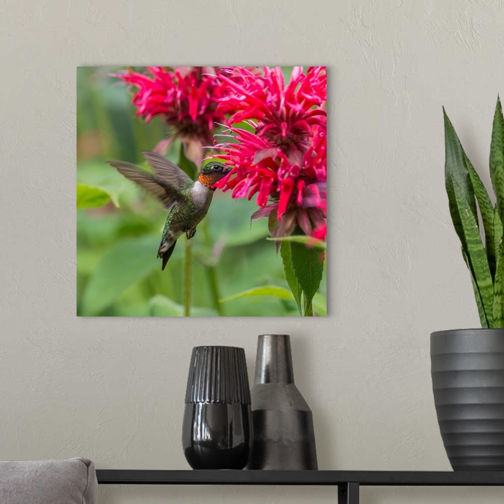 A modern room featuring A Hummingbird Hovers By A Bright Pink Blossoming Flower, Ontario, Canada