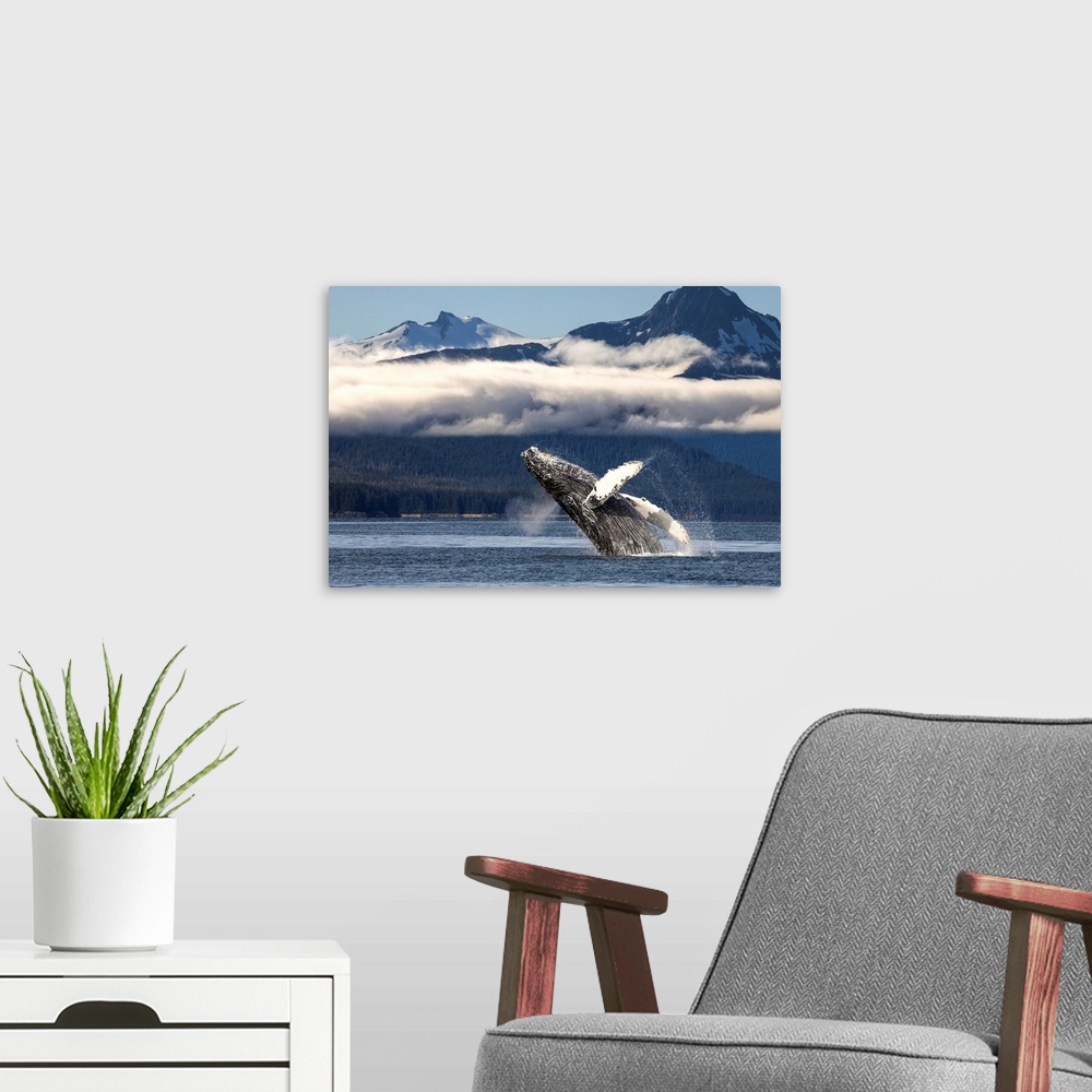 A modern room featuring A humpback whale breaches as it leaps from the calm waters of Lynn Canal in Alaska's Inside Passa...