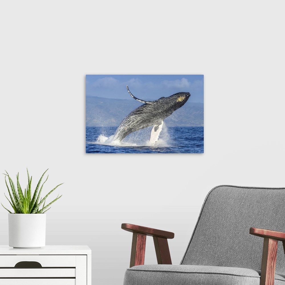 A modern room featuring A humpback whale breaches far in the air above the Pacific.