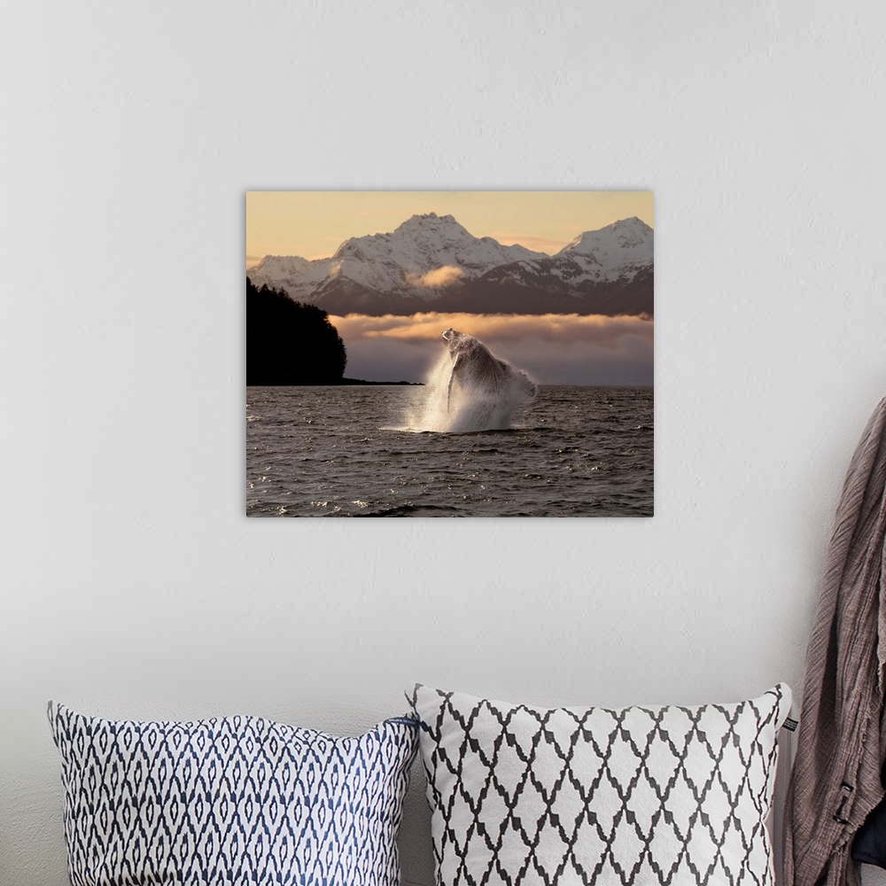 A bohemian room featuring Composite:A Humpback Whale Breaches In Alaska's Inside Passage At Sunrise, Eagle Peak, Admiralty ...