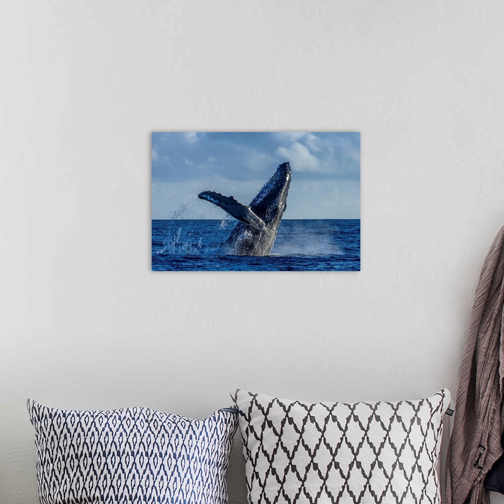 A bohemian room featuring A humpback whale breaches in the Pacific Ocean.
