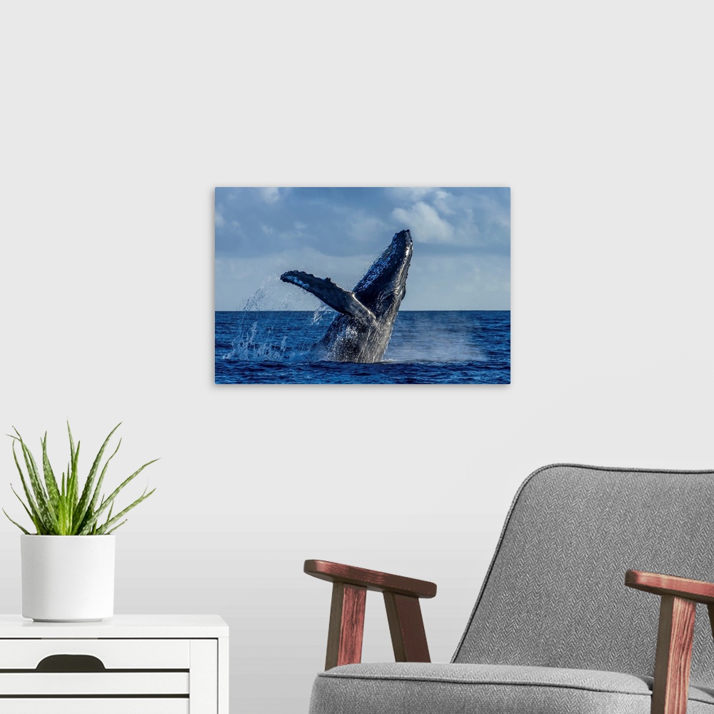 A modern room featuring A humpback whale breaches in the Pacific Ocean.