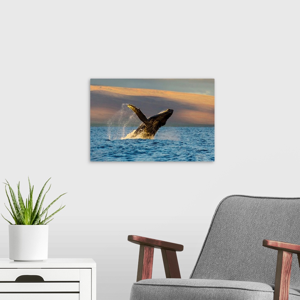 A modern room featuring A humpback whale breaches in the Pacific Ocean.
