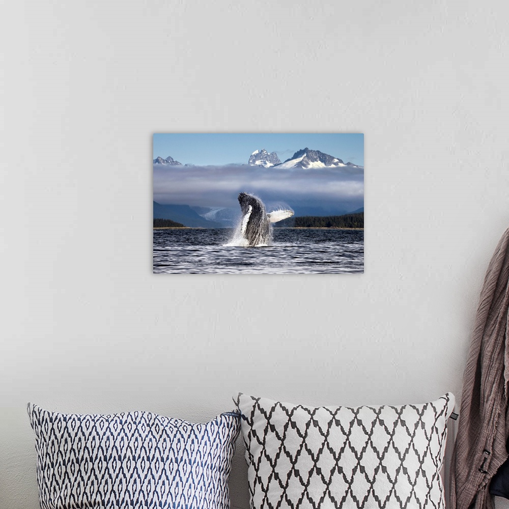 A bohemian room featuring A humpback whale breaches, leaping from Lynn Canal in Alaska near Juneau. Herbert Glacier and sno...
