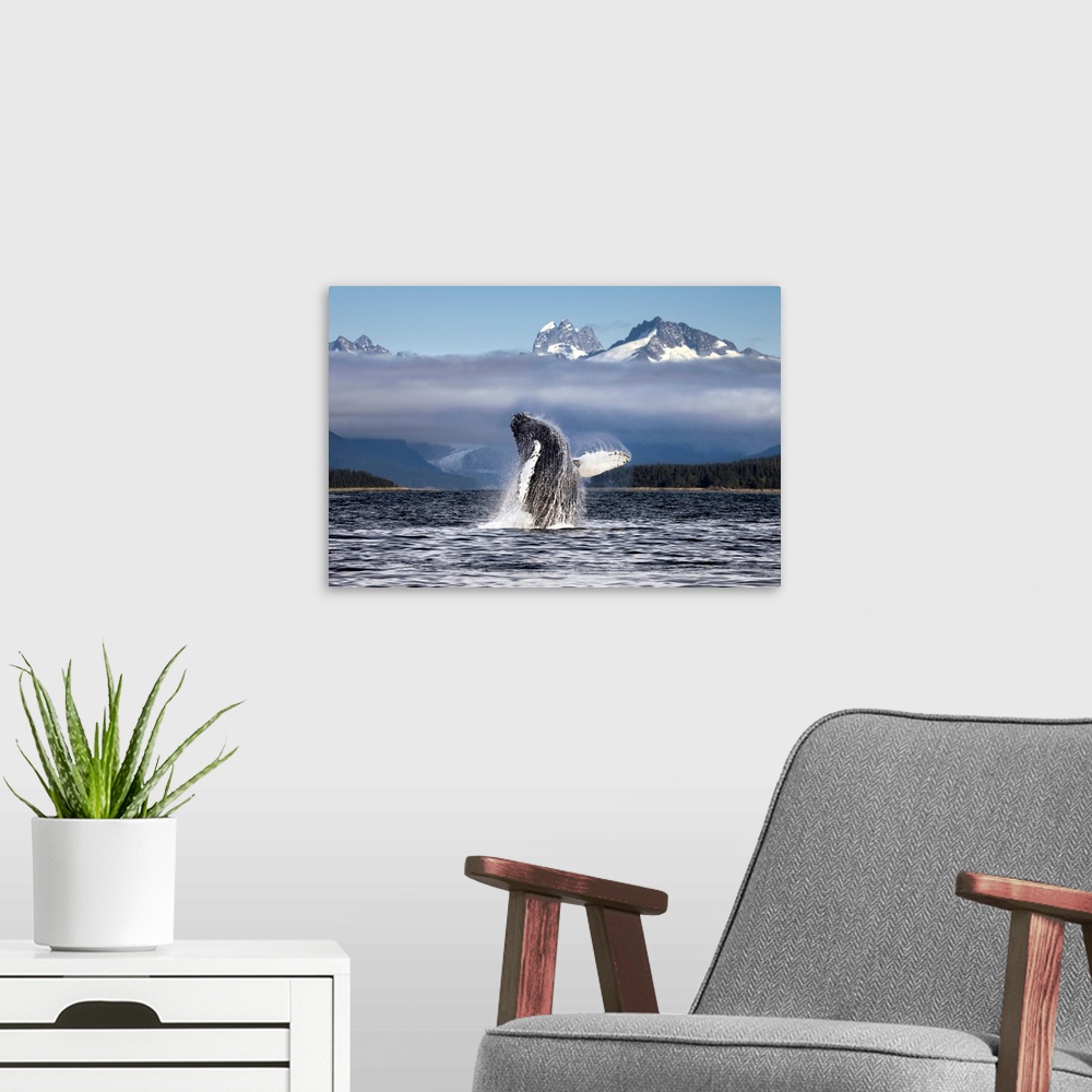 A modern room featuring A humpback whale breaches, leaping from Lynn Canal in Alaska near Juneau. Herbert Glacier and sno...