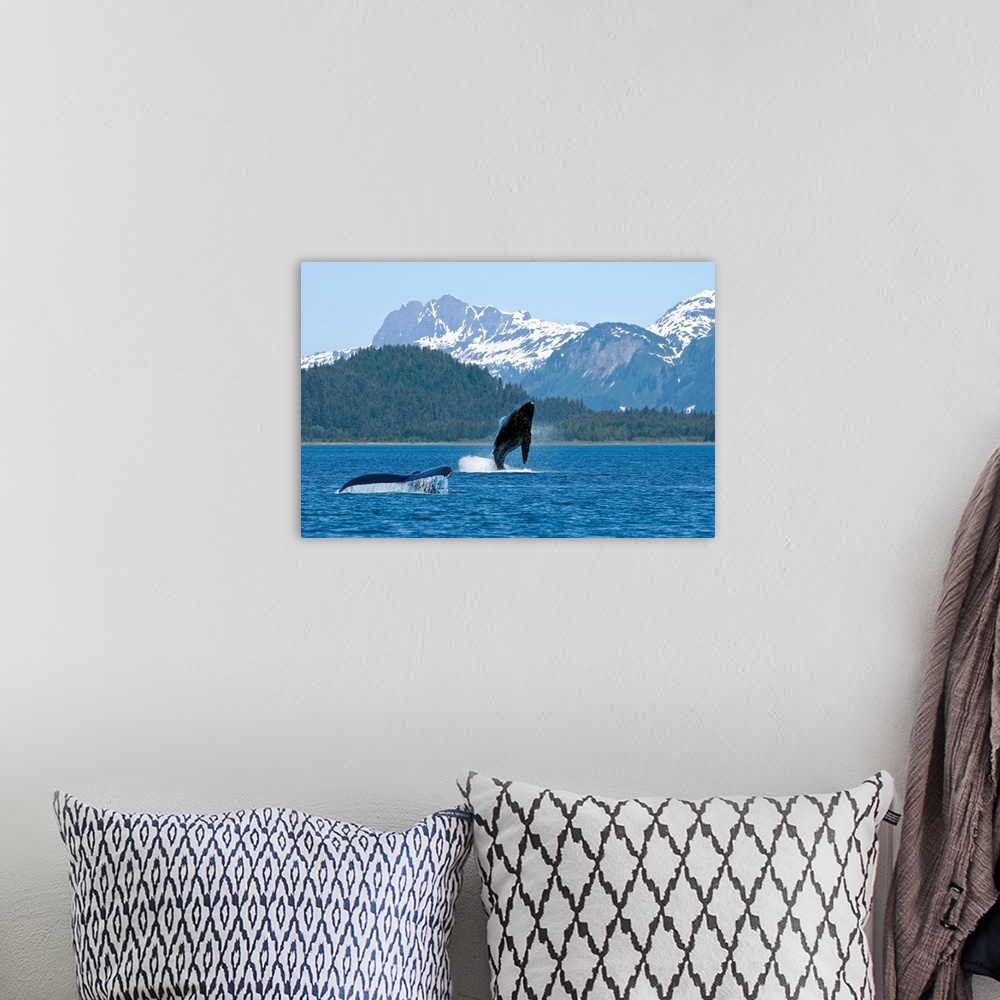 A bohemian room featuring A young whale breaches Alaskan water as only its mothers tail fin is shown. Trees and snow covere...