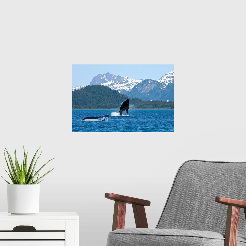 A modern room featuring A young whale breaches Alaskan water as only its mothers tail fin is shown. Trees and snow covere...