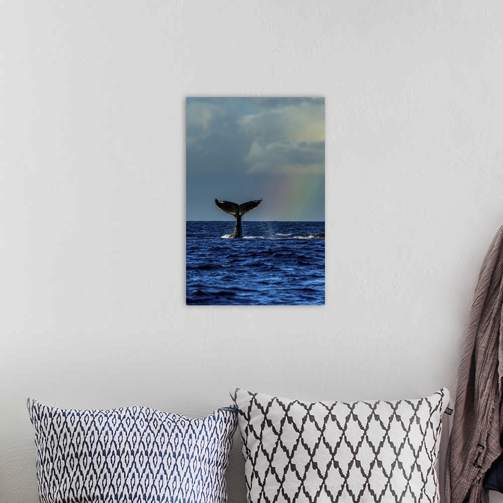 A bohemian room featuring A humpback whale fluke next to a rainbow in the Pacific Ocean.