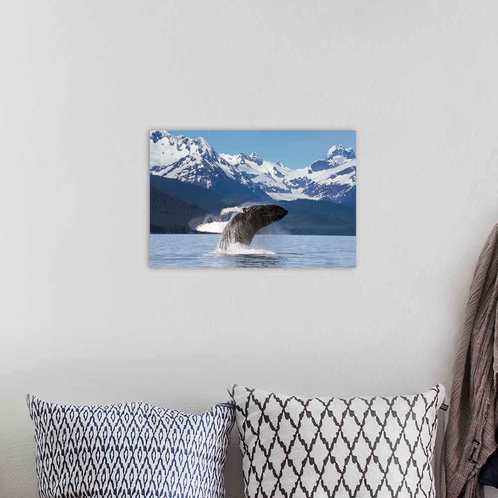 A bohemian room featuring A humpback whale leaps (breaches) from the calm waters of Lynn Canal in Alaska near Juneau. Herbe...