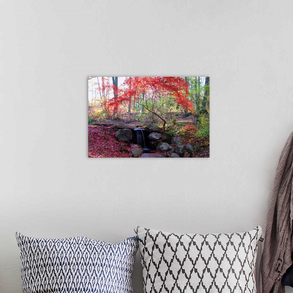 A bohemian room featuring A Japanese maple tree with red leaves in the fall, next to a waterfall