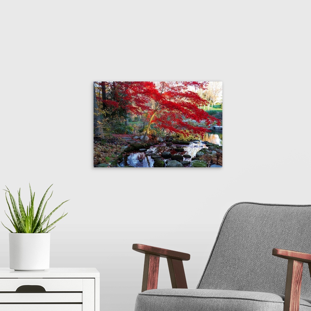A modern room featuring A Japanese maple with colorful, red foliage at a stream's edge.