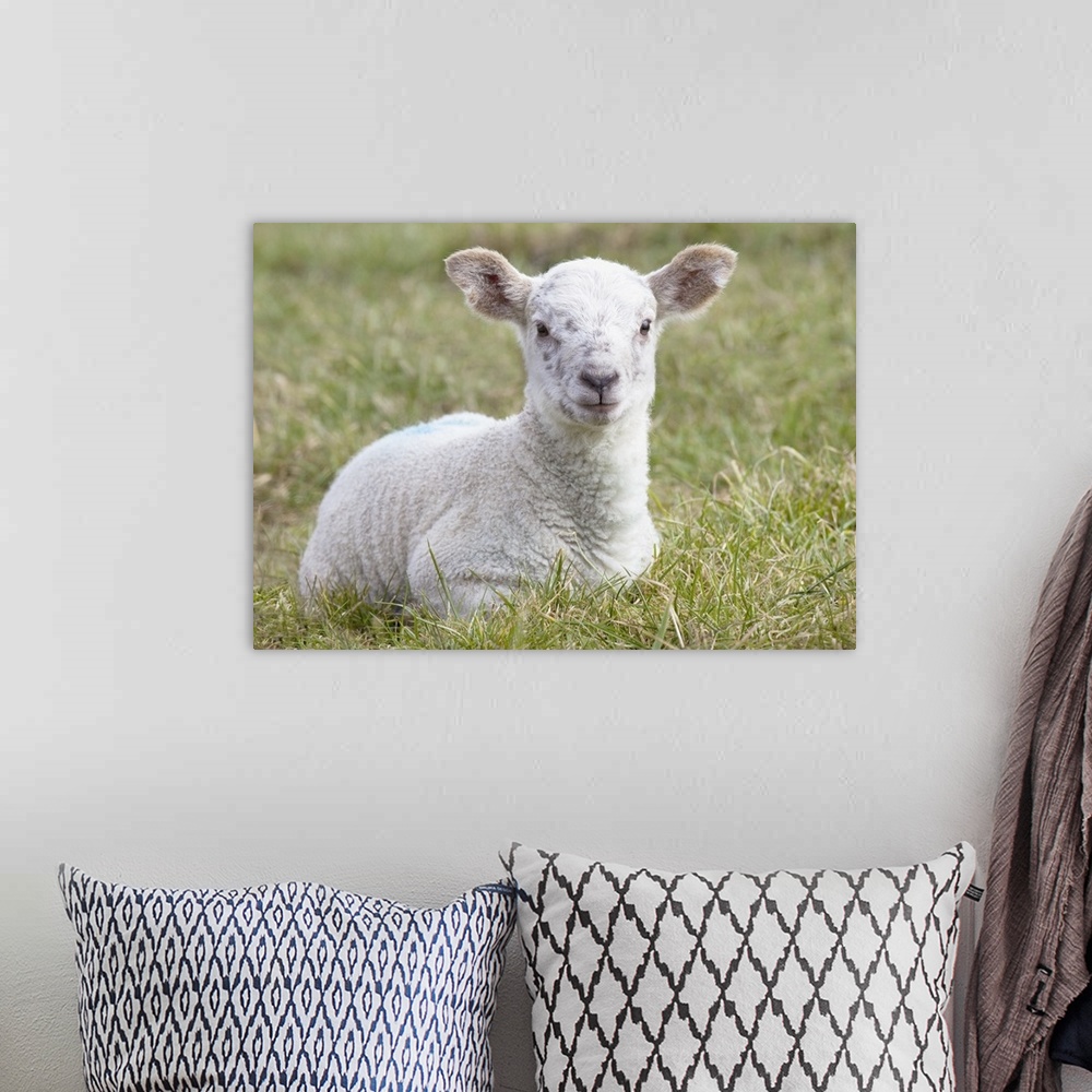 A bohemian room featuring A Lamb, Northumberland, England